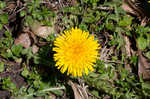 Common dandelion